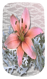 DAROYAL-023 Pink Lily